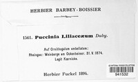 Puccinia liliacearum image